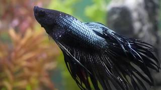 ベタ クラウンテール を眺める会  betta crowntail  ปลากัด