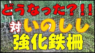 【獣害】イノシシの被害を食い止める!!これだけ丈夫な鉄柵メッシュにしたら大丈夫だろうと思いつつも、不安あり。結果は、!!　#稲屋の田舎チャンネル