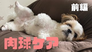 【シーズー】福来家の肉球ケア🐾クリーム作っちゃうぞ！【犬Vlog】