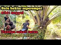 Panen sawit buah banyak || satu hektar seperempat cukup 2 jam kerja