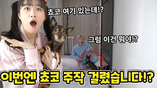 사실 쵸코는 두마리!? 쵸코주작 해명하겠습니다! -백앤아 주작제보 4탄-