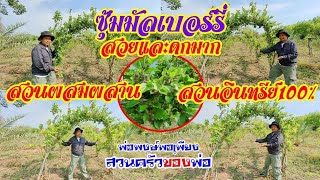 #ซุ้มมัลเบอร์รี่ สวยงามและดกมาก สวนผสมผสาน #พ่อพงษ์พอเพียง #สวนเกษตรอินทรีย์100%