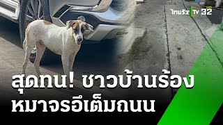 ทุกข์หนัก! ฝูงหมาจรจัดอึเกลื่อนหมู่บ้าน | 27 พ.ค. 67 | ข่าวเย็นไทยรัฐ