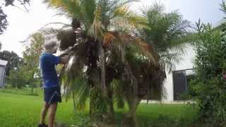 Trimming Robellini Palms in 4K timelapse