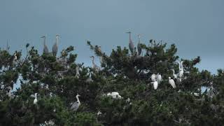 ♪鳥くん野鳥動画（秋田県大潟村）サギ山（コロニー）遠景20200712 6Z3A4108