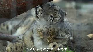 【円山動物園】丸太を抱えるユキヒョウのアクバル　2021.4.7