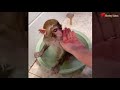 lustige tiere funny animals 💜 funny u0026 cute monkeys affen🐵🙊