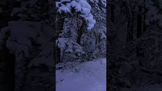 Tree Fell Down! Did the Kaboom Cause It #snow #winter #woods #forest #snowstorm #trees