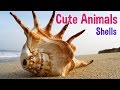 SEASHELLS - Animals For Kids - Seashell photos with classical music for children by Oxbridge Baby