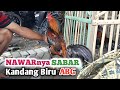 NAWAR AYAM BANGKOK NYA SABAR - KANDANG BIRU ABG