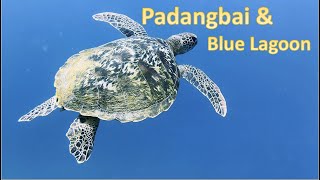 Snorkeling Padangbai & Blue Lagoon: Colorful Coral Reefs, Turtles, and a Shark Sighting!