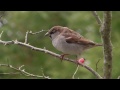 haussperling passer domesticus © lothar lenz