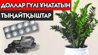 ДОЛЛАР ГҮЛІНЕ КЕРЕМЕТ ТЫҢАЙТҚЫШТАР