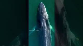 கடலின் ஒலிபெருக்கி துடுப்பு திமிங்கலம் | Fin whale facts in tamil #shorts