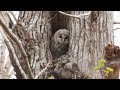 【4k】エゾフクロウの雛　20210518　bird　野鳥