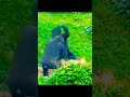 #fight #forest #amimal.#chimpanzee #chimpanzees #animallover #animals #chimpeemixed