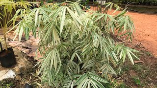 Pleioblastus plant | bamboo tree