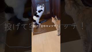 猫とネズミの戦い