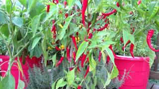 Container Gardening: The Cayenne Pepper