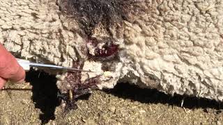 Maggot infested Ewe