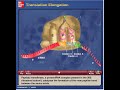 mcg h translation elongation