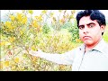 What happened to this plant? || vlog || Waqas Vlogger