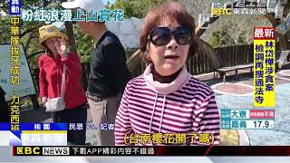 水噹噹！ 中巴陵「櫻木花道」美不勝收 228連假交管@newsebc