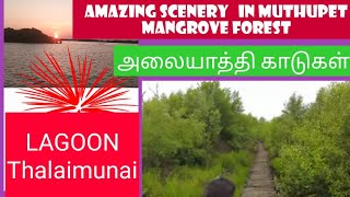 Muthupet mangrove forest#like pichavaram #jolly boating \u0026 wonderful view of Lagoon#tamil#தாயம்மா#yt