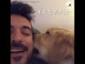 体は大きくても、心はずっと子犬なゴールデンレトリバー😍😘【peco tv】