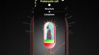 PROKARYOTEIC CELL || CYTOPLASM || CHROMOSOME || GENE ||3D ANIMATION🧠🫁 #cytoplasm #chromosome #genese