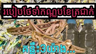 ការចិញ្ចឹមកណ្ដូប023 (របៀបថែទាំកណ្ដូបរដូវត្រជាក់) បង្រៀនចិញ្ចឹមកណ្ដូបចង្រិតfree 100%