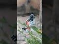 Two small butterfly 🦋🦋#butterfly #shortvideo #youtubeshorts #viral #video #butterflyshorts