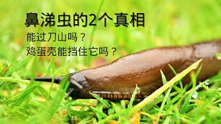 鼻涕虫的2个真相  II  鼻涕虫能过刀山吗？ 鸡蛋壳能挡住鼻涕虫吗？