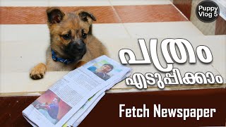 Fetch news paper dog training malayalam | വളർത്ത് നായ പരിശീലനം | ഡോഗ് ട്രെയിനിങ്