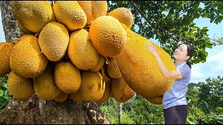 Harvesting Jack Fruit Garden go to the Market to Sell | Harvesting the Garden