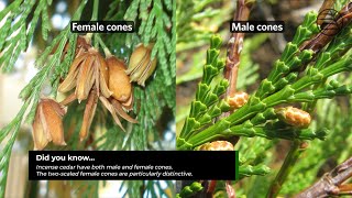 Incense cedar | Calocedrus decurrens