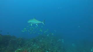 八丈島水中生物動画～ウメイロをけん制するヒレナガカンパチ～