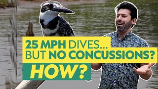 Kingfishers dive at 25 mph. But don’t get brain damage?