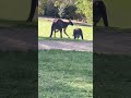 listen👂 kangaroo sing for mating kangaroo wildlife cuteanimals animals baby kangaroobaby