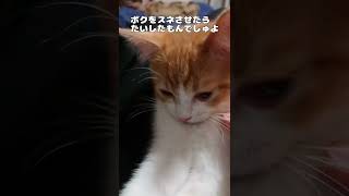 イタズラを叱られた子猫。ナデナデされて癇に障ったのか可愛く逆ギレする様子がこちら #shorts #ネコ #ねこ #猫 #ねこのいる生活