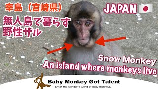 幸島 （宮崎県串間市）に住むニホンザルの生態 子ザル 小猿 /monpai monyet Japanese Macaques Washing Potatoes #snowmonkey