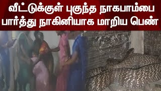 வீட்டுக்குள் புகுந்த நாகபாம்பை பார்த்து நாகினியாக மாறிய பெண்