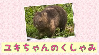 【wombat】ユキちゃんのくしゃみ☆(Sneeze, Yuki)