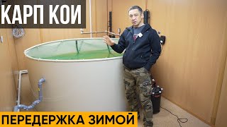 Карп Кои на передержке зимой. Что сделать с карпом кои зимой. 7 месяцев в бассейне 5 месяцев в пруду