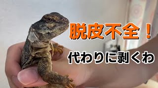 脱皮不全になったから剥くわ！【トゲオアガマ】