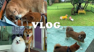 毛孩Vlog｜寵物民宿、泳池草地玩到腿軟、暴風雨🌧、累癱畫面zzz