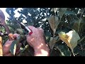 Summer Pruning an Apple Tree to Thwart Excess Vigor