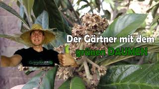 Gartenschlau.com wünscht einen Guten Rutsch!! // Japanische Wollmispel // Update 31.12.2022