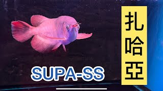 扎哈亞 SUPA-SS   （已讓藏）扎哈亞漁場的第二級別0929165888(同line) 不側烤 不造作 自然養成 #紅龍魚#龍魚專賣店#風水魚#扎哈亞#瑪塔哈力