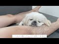 パパに甘えるときの仕草が犬とは思えないペキニーズ。pekingese doesn t seem like a dog when it comes to sweetening his dad.